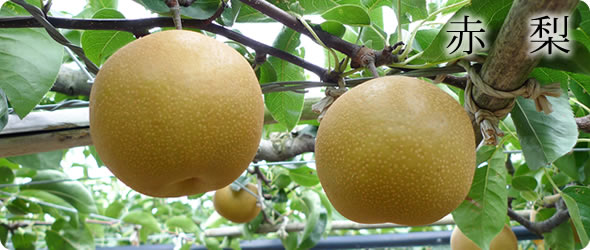 愛甘水（あいかんすい）