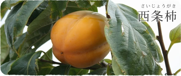 西条柿（さいじょうがぎ）
